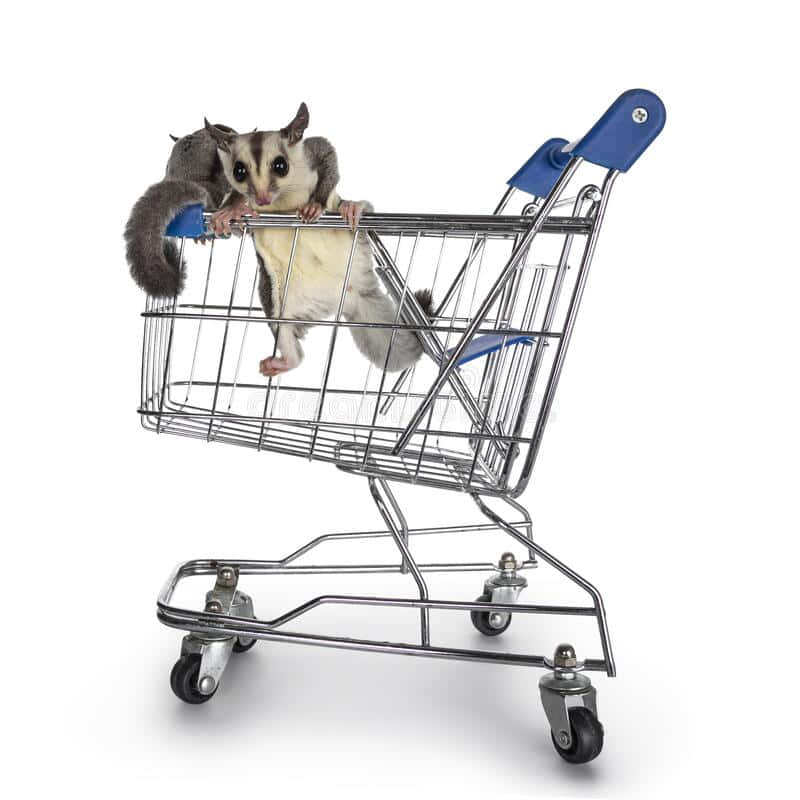 Cute and cuddly, the sugar glider is always a joy to behold.