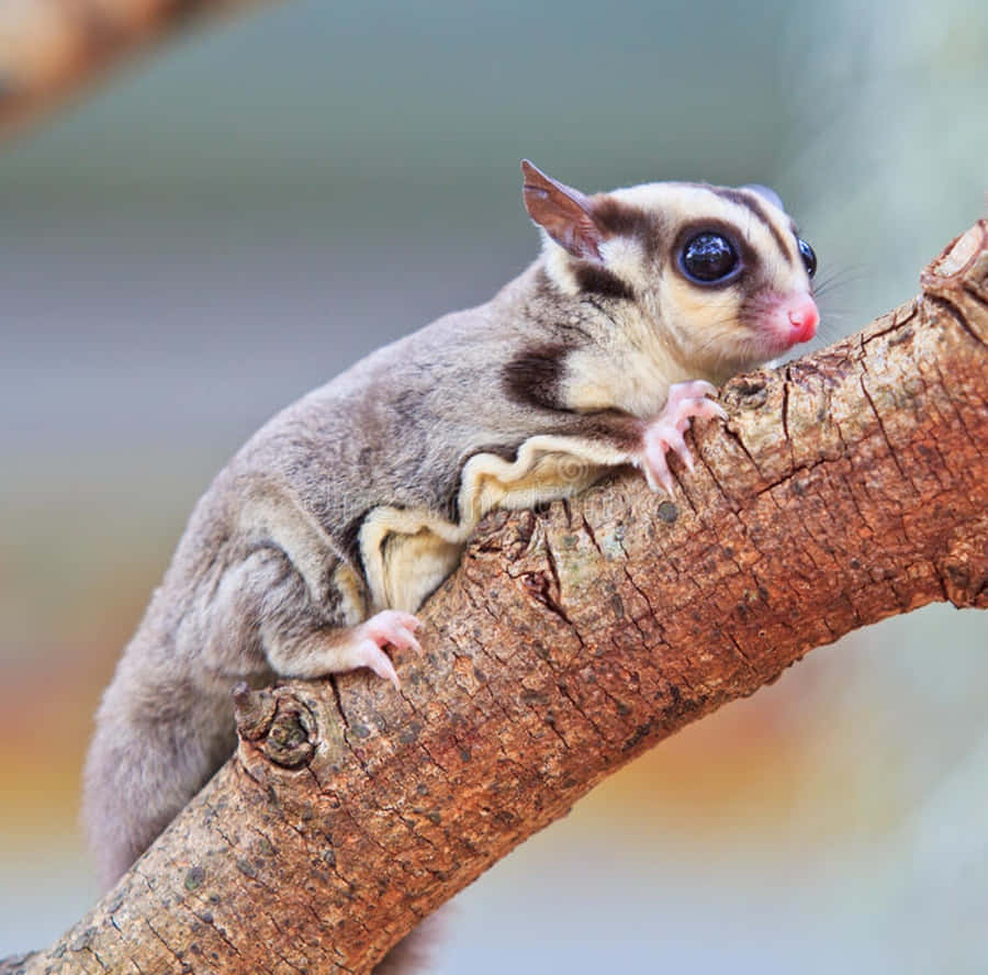 Peeking out of its glider, this sugar glider loves to play!
