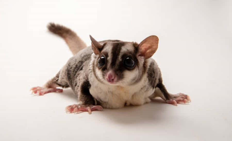 "The Sugar Glider Makes the Night Sky His Home"