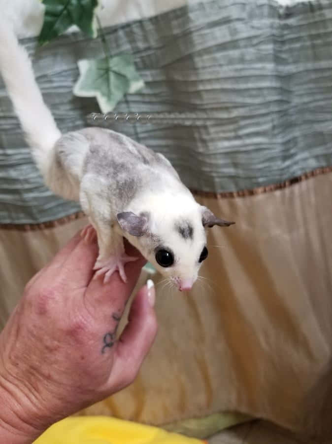 A Sugar Glider lives up to its name, gliding through the air with agility.