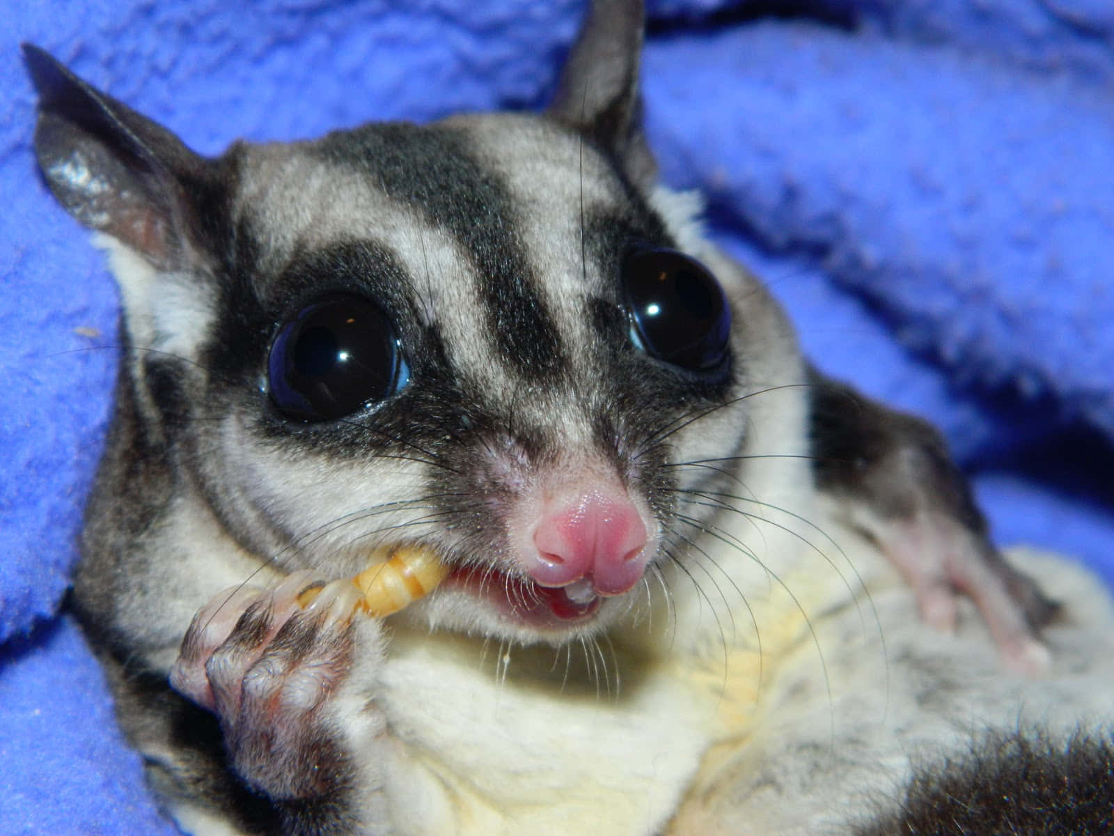 Welcome to The World of Sugar Gliders!
