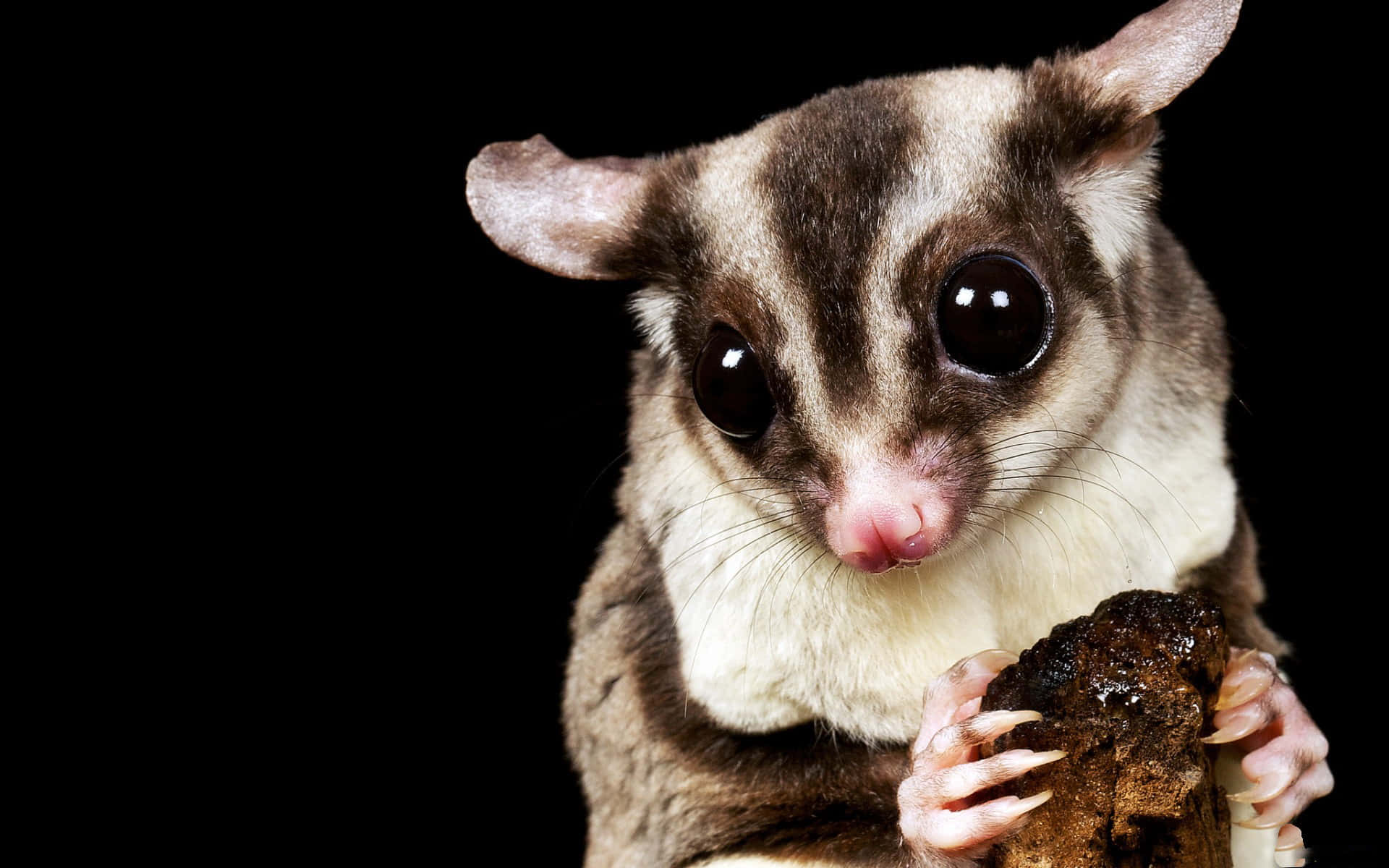 Adorable Sugar Glider Snuggling in Its Natural Environment