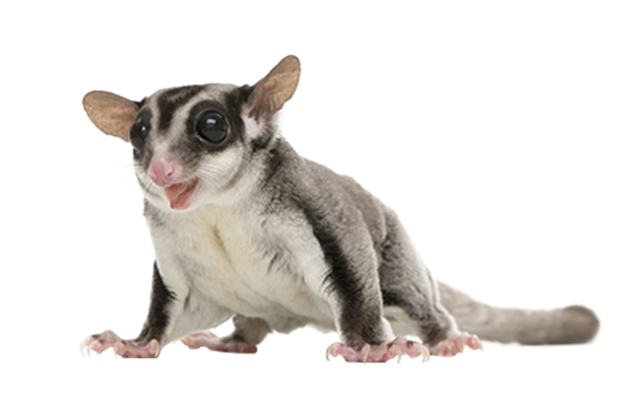 A Sugar Glider Swinging from Tree to Tree
