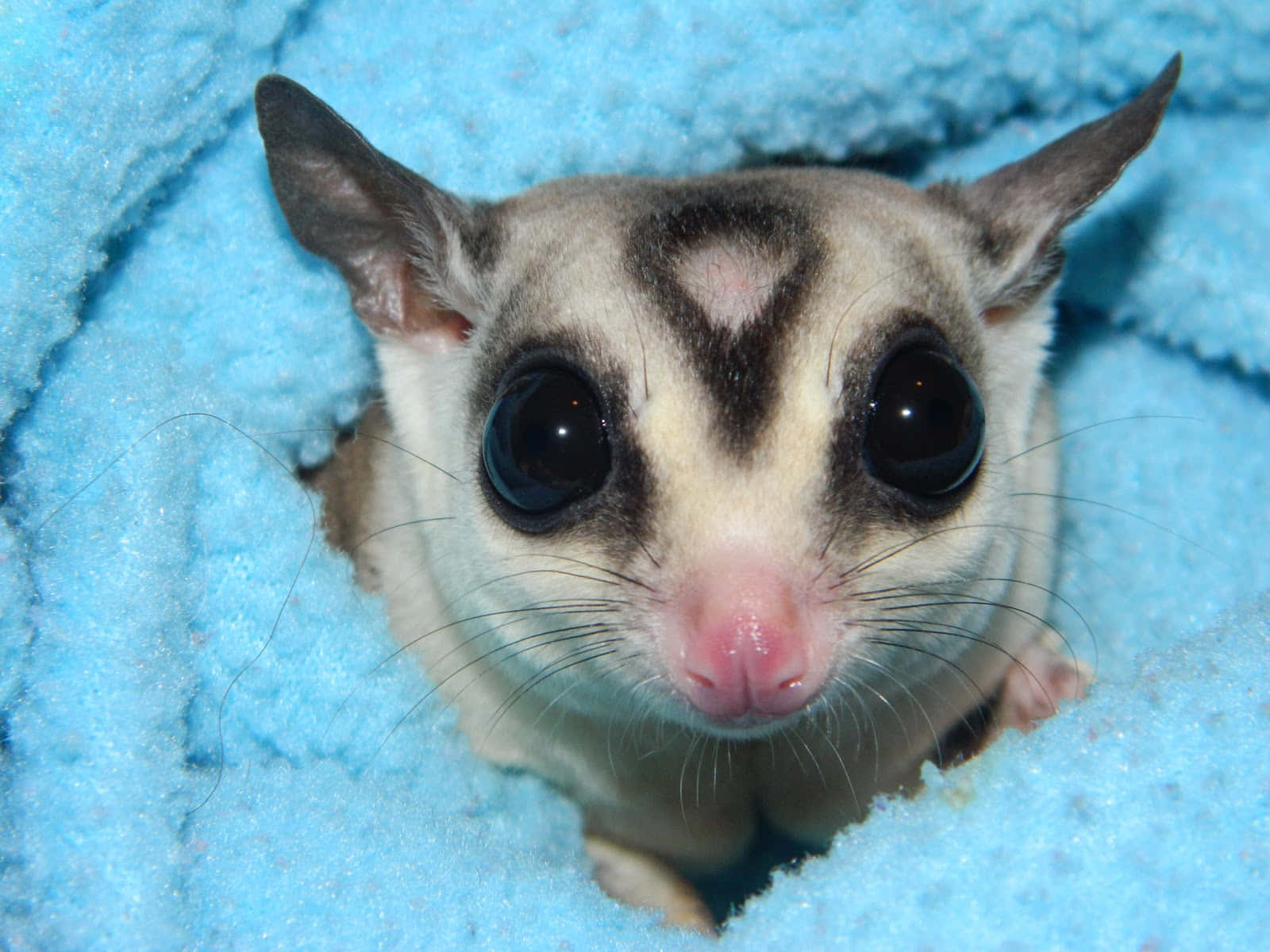 This little Sugar Glider is ready for flight