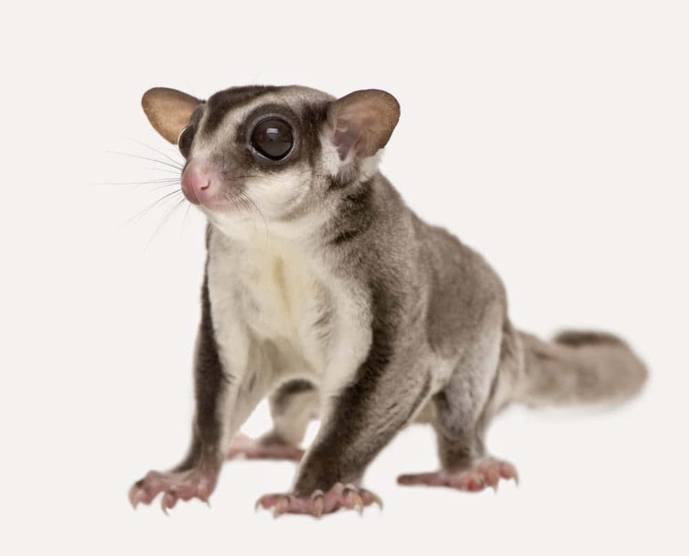 a small gray and white sago glider standing on a white background
