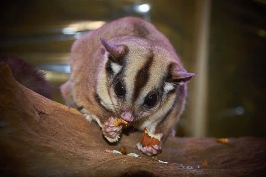"Adorable Sugar Glider Hanging Out on a Branch"