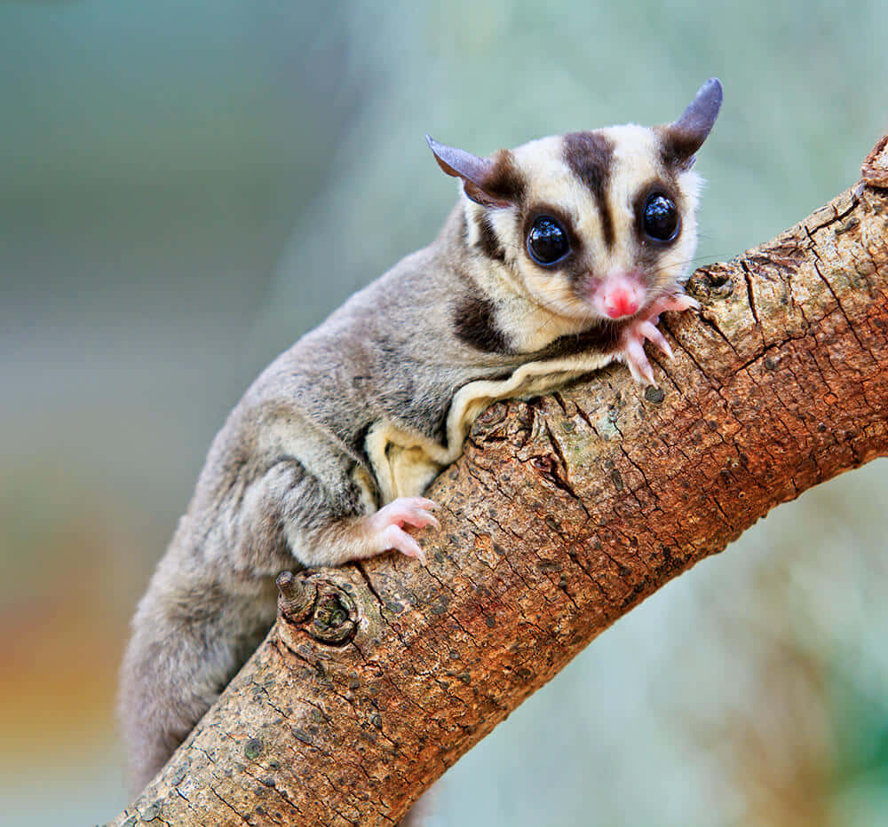 Sugar Glider sitting in the patch of grass