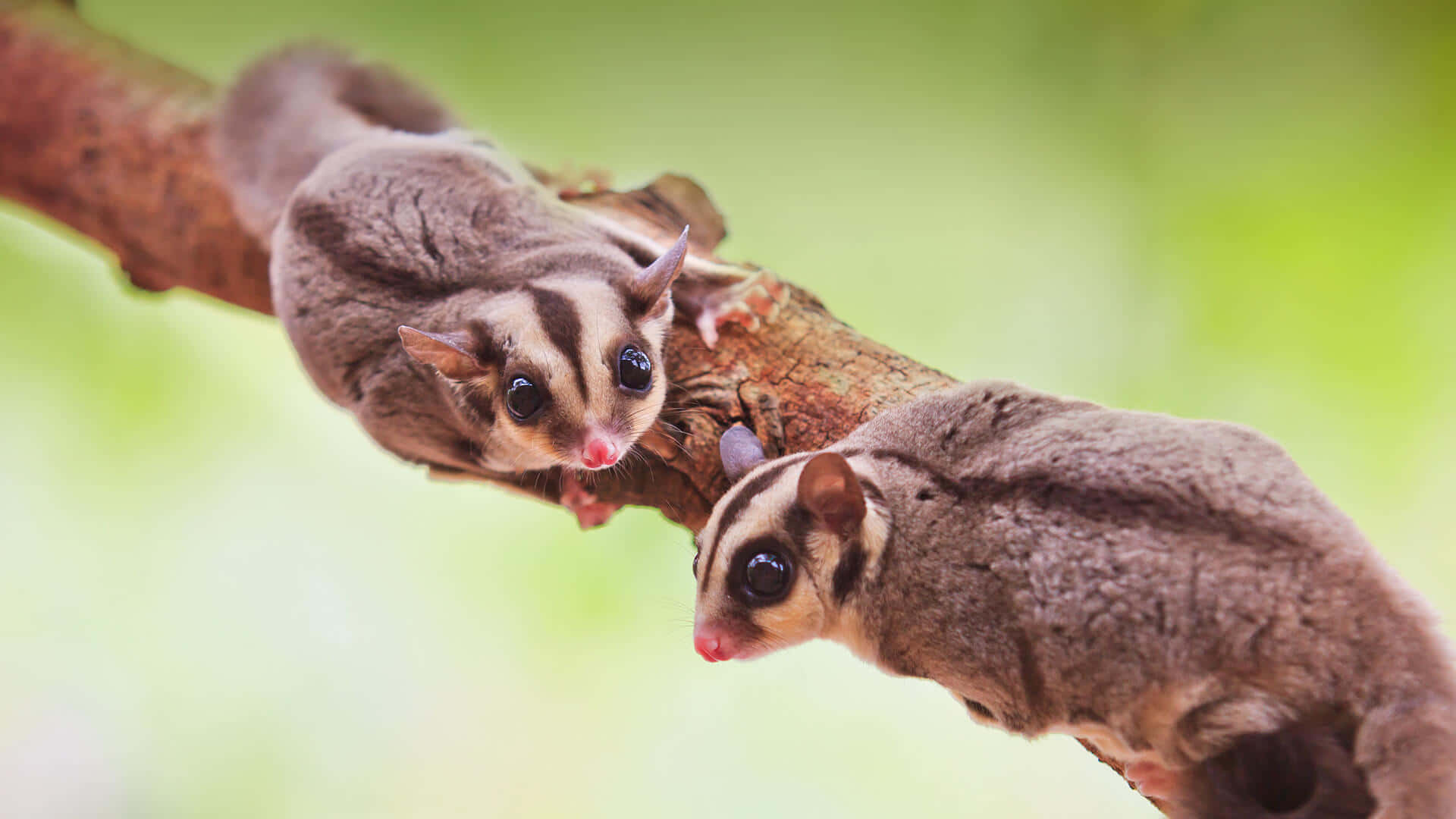 Sugar Glider perched in a tree at sunset.