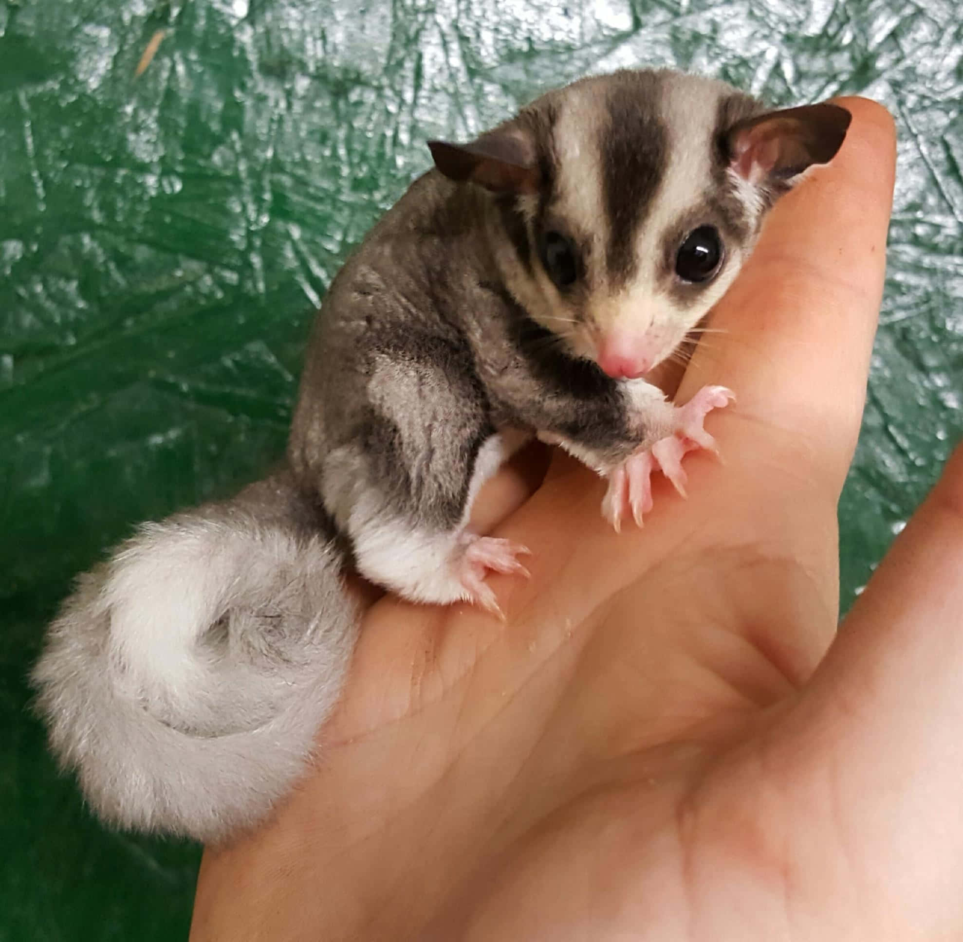Explore the Wonders of Nature With a Sugar Glider