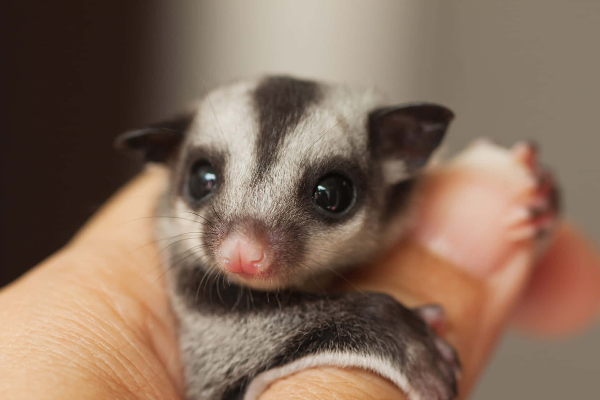 A playful and curious Sugar Glider