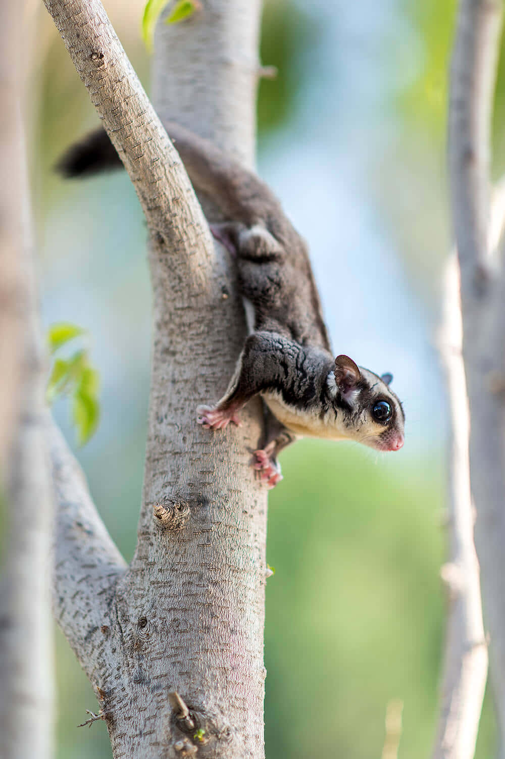 Einkleines Eichhörnchen Klettert Einen Baum Hinauf