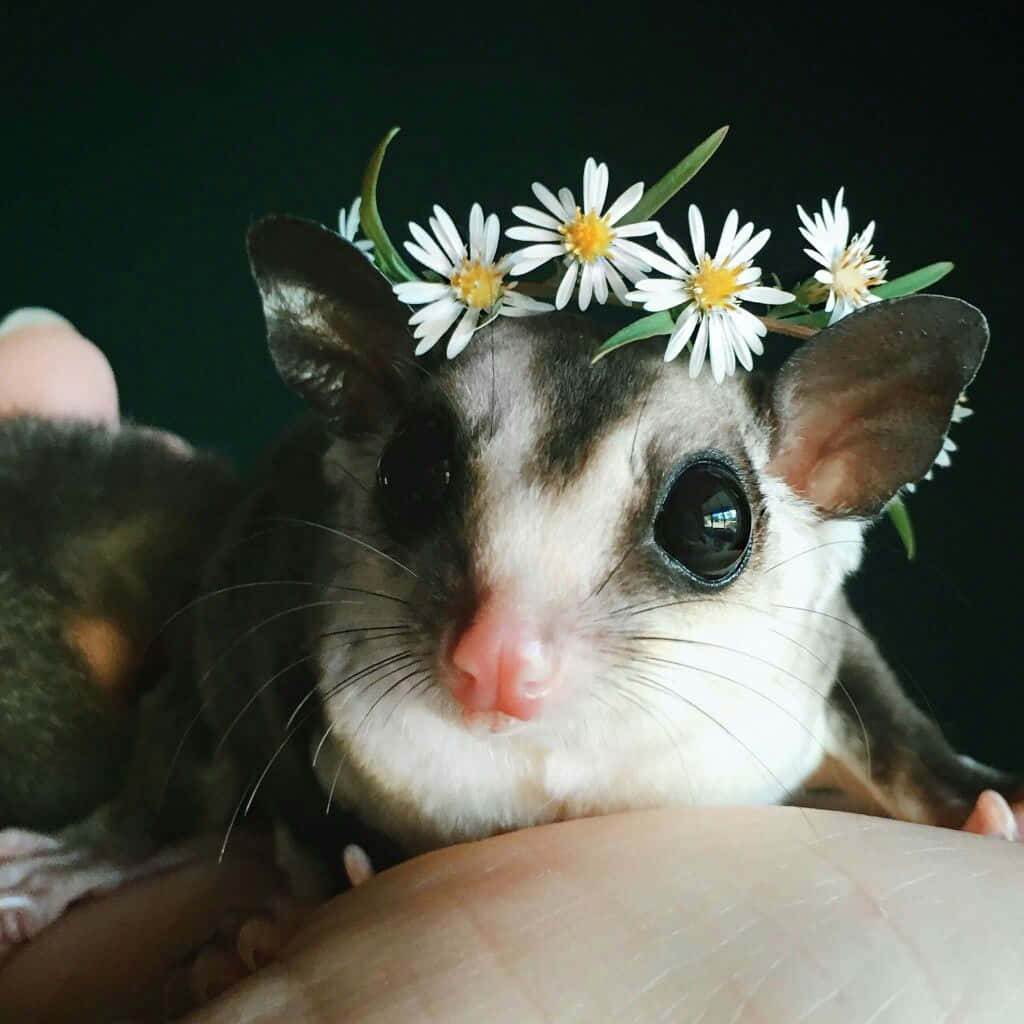 A beautiful sugar glider surrounded by green foliage.