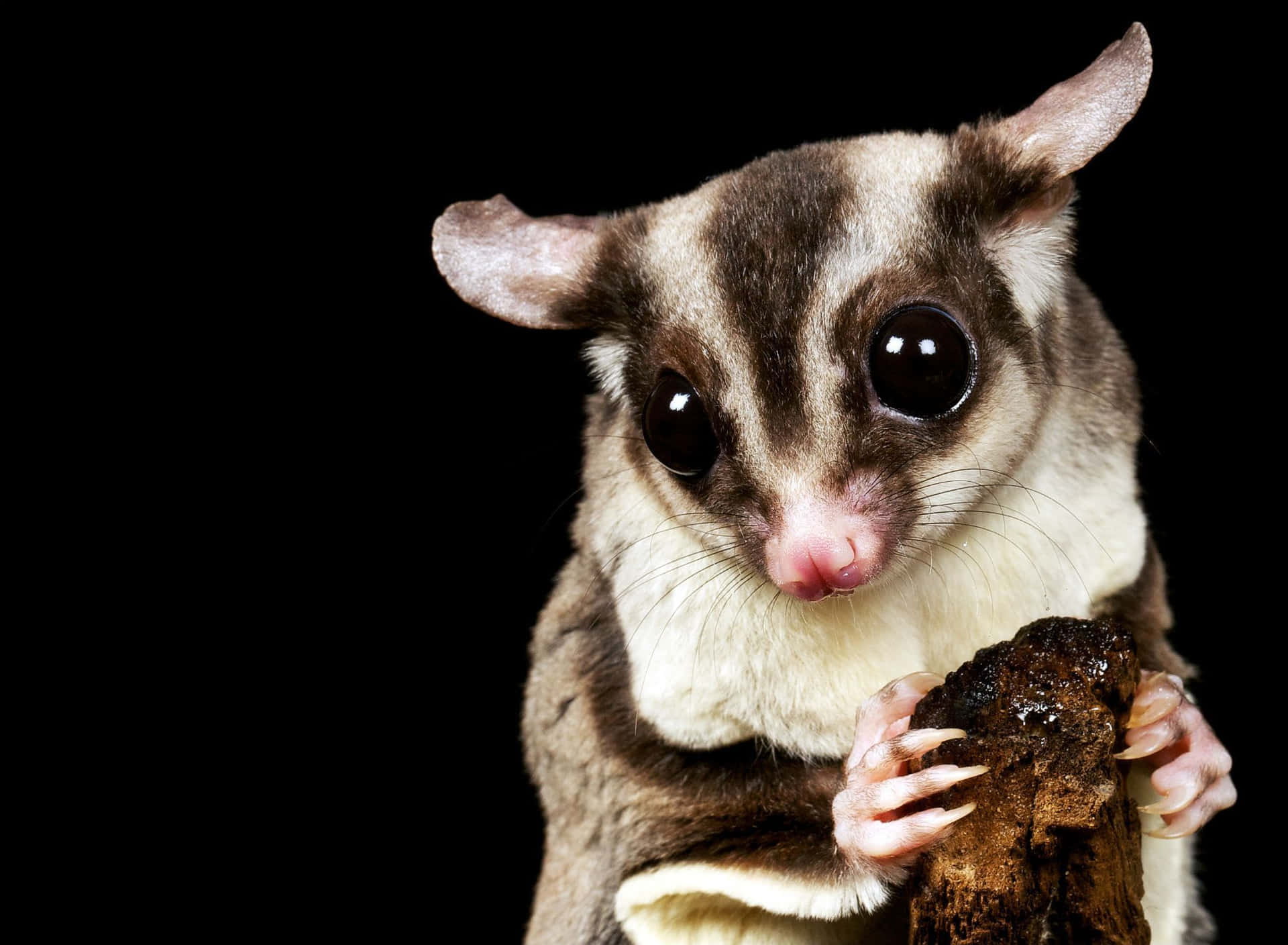 The Sweet and Gracious Sugar Glider