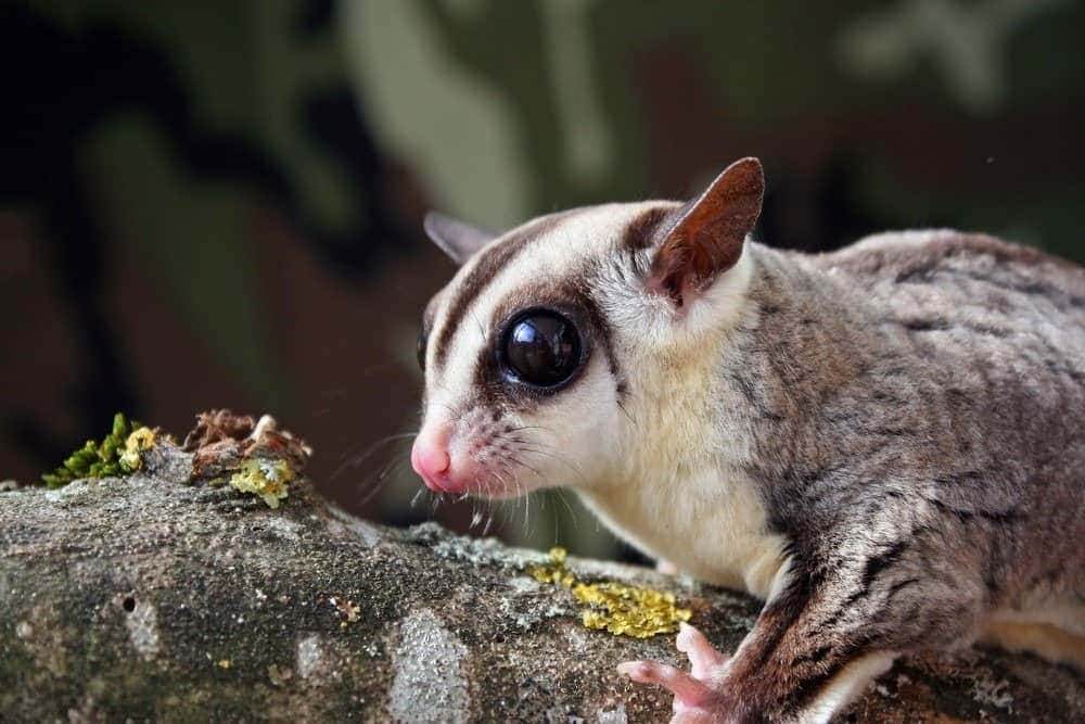 A mother and baby sugar glider clinging together in a tree