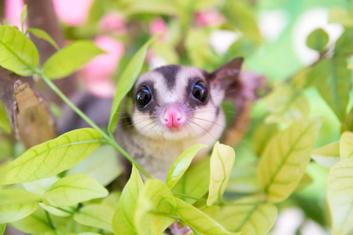 A baby sugar glider is a delight to watch