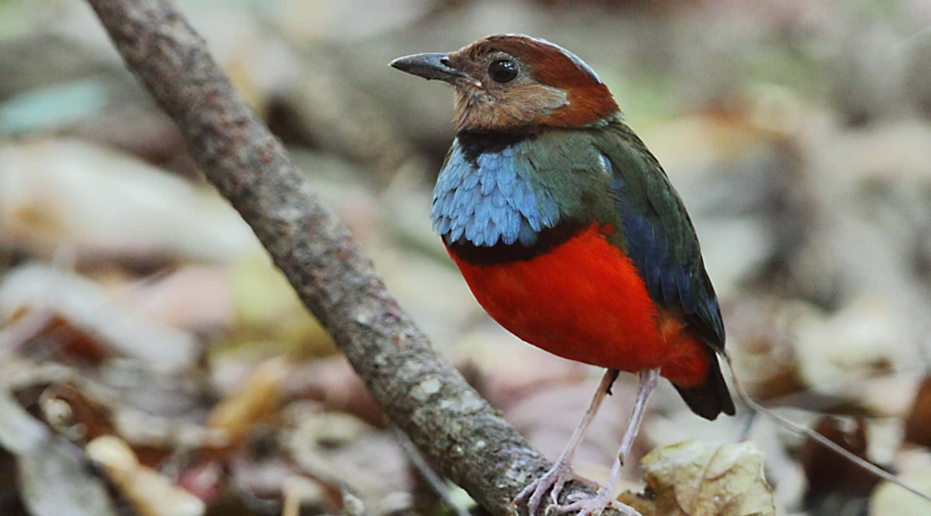 Sulawesi Pitta Bird's Colorful Feathers Wallpaper