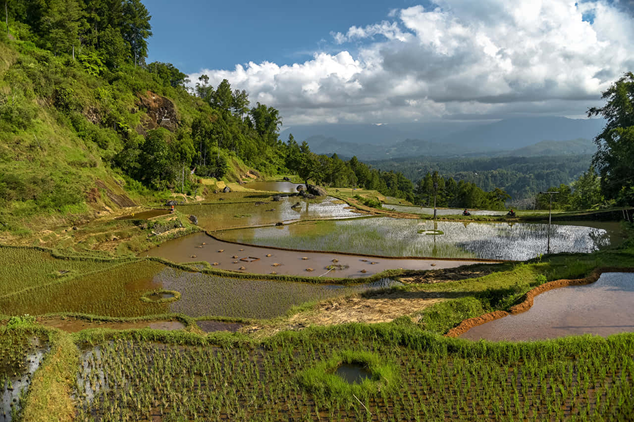 Sulawesi Village Rice Field Wallpaper