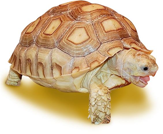 Sulcata Tortoise Yawningon Yellow Background PNG