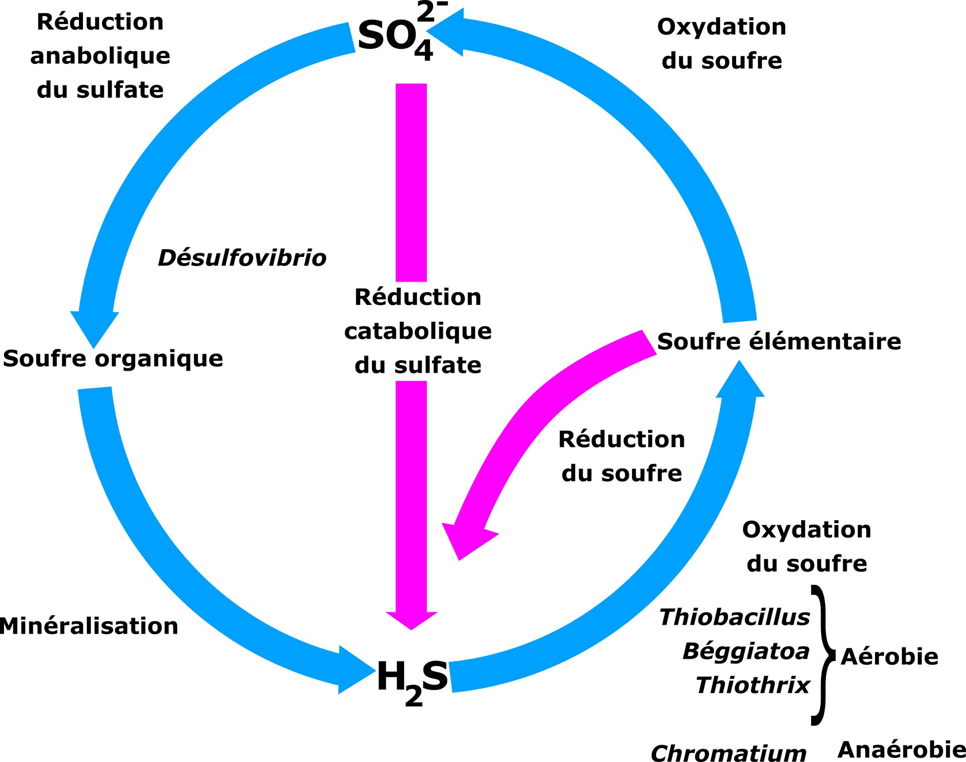 Sulfur Cycle Diagram French PNG