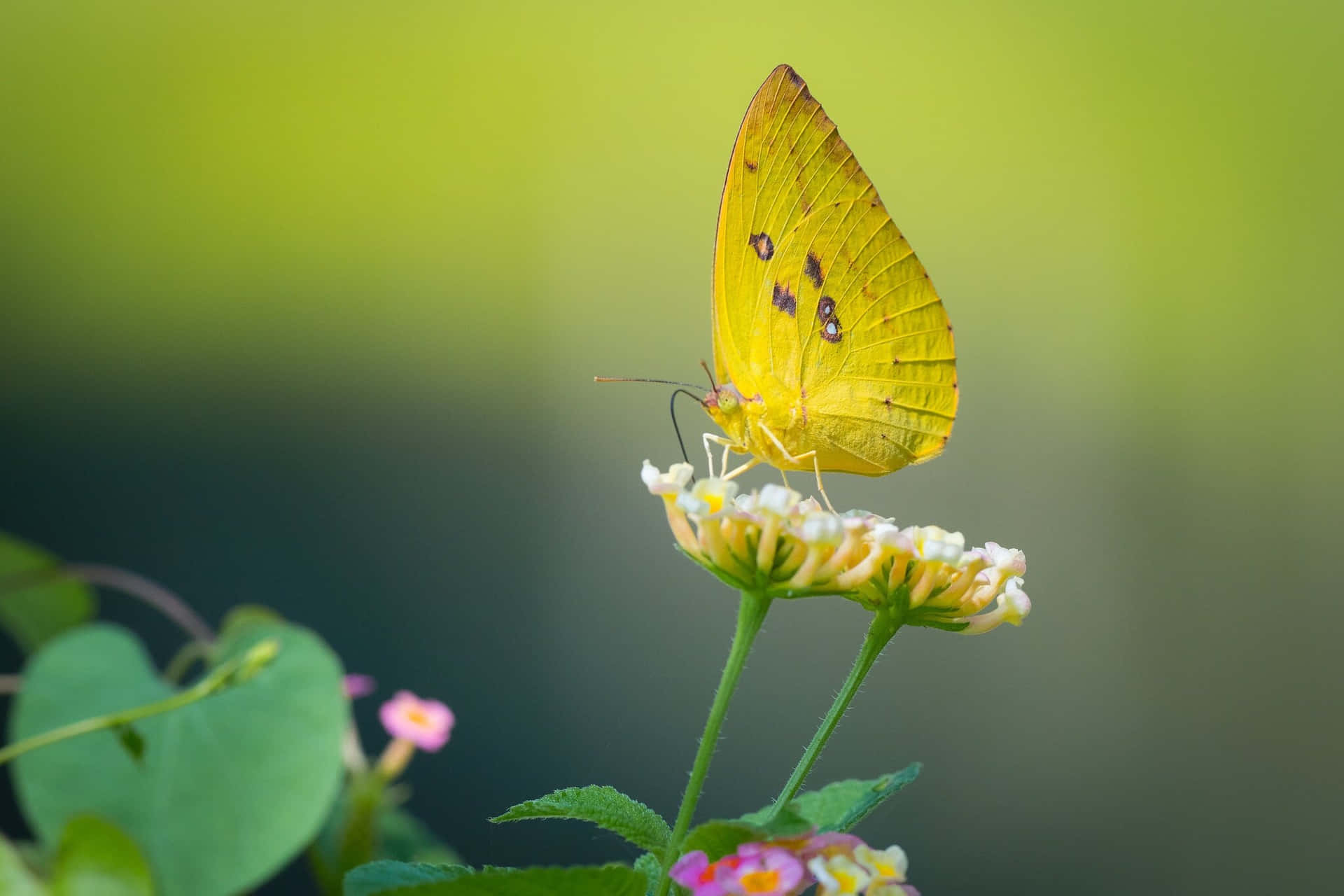 Sulphur Butterflyon Flower.jpg Wallpaper