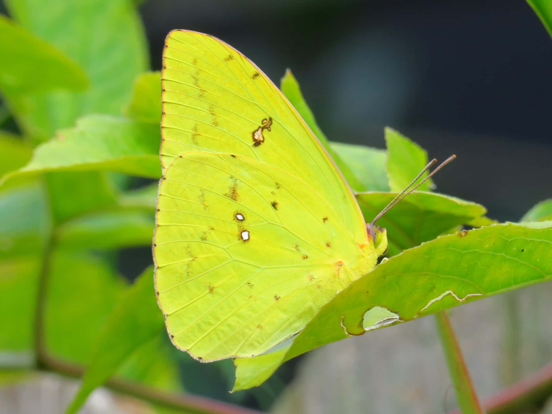 Sulphur Butterflyon Green Leaf Wallpaper