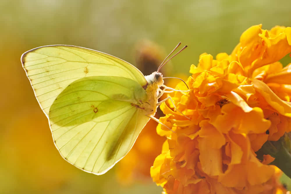 Sulphur Butterflyon Marigold Wallpaper