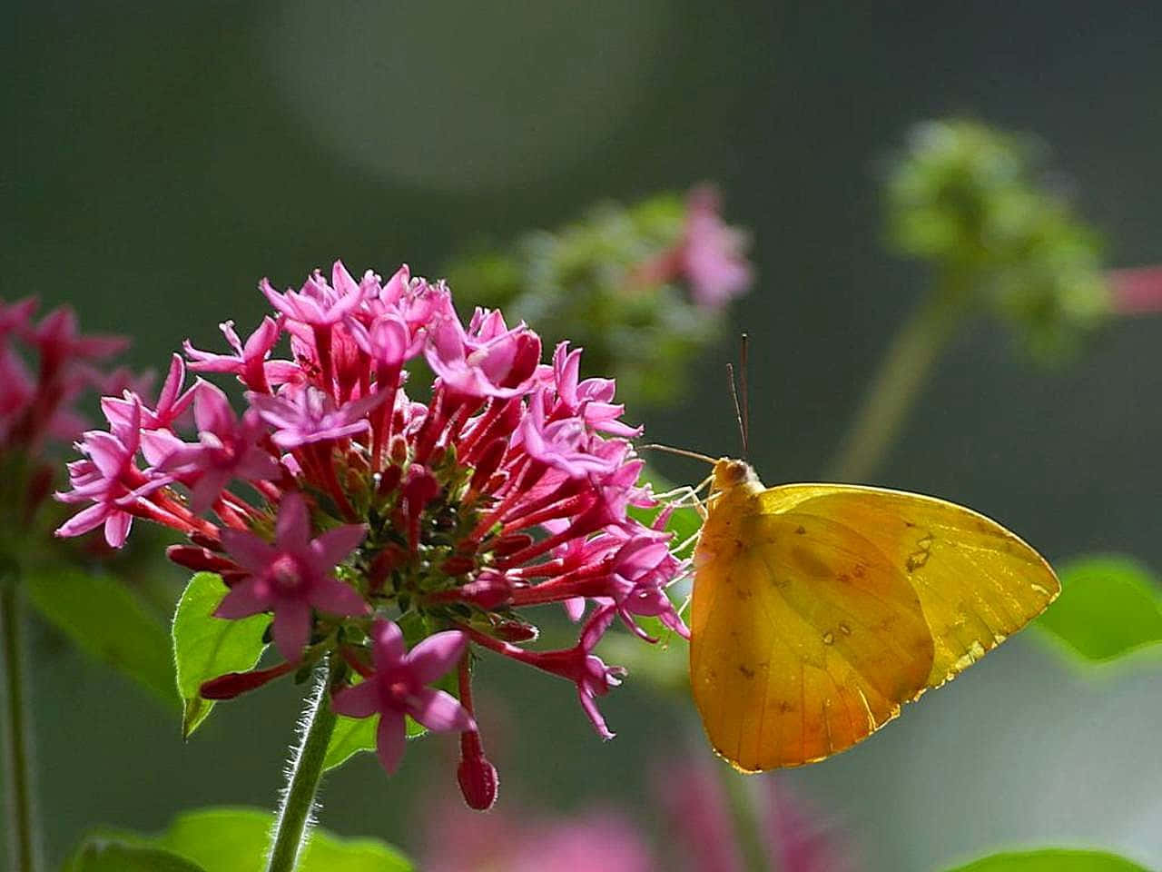 Sulphur Butterflyon Pink Flower Wallpaper