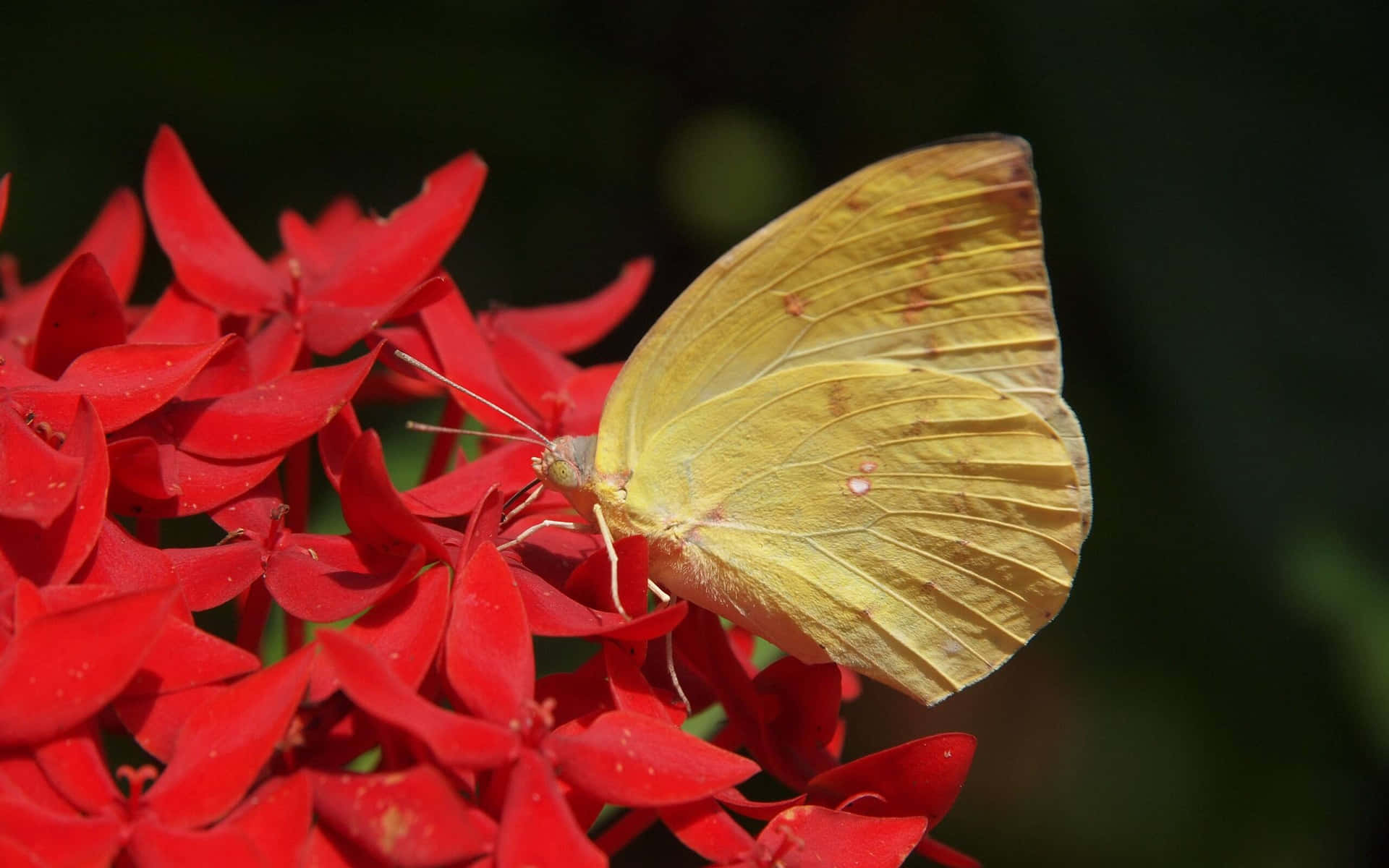 Sulphur Butterflyon Red Flowers Wallpaper