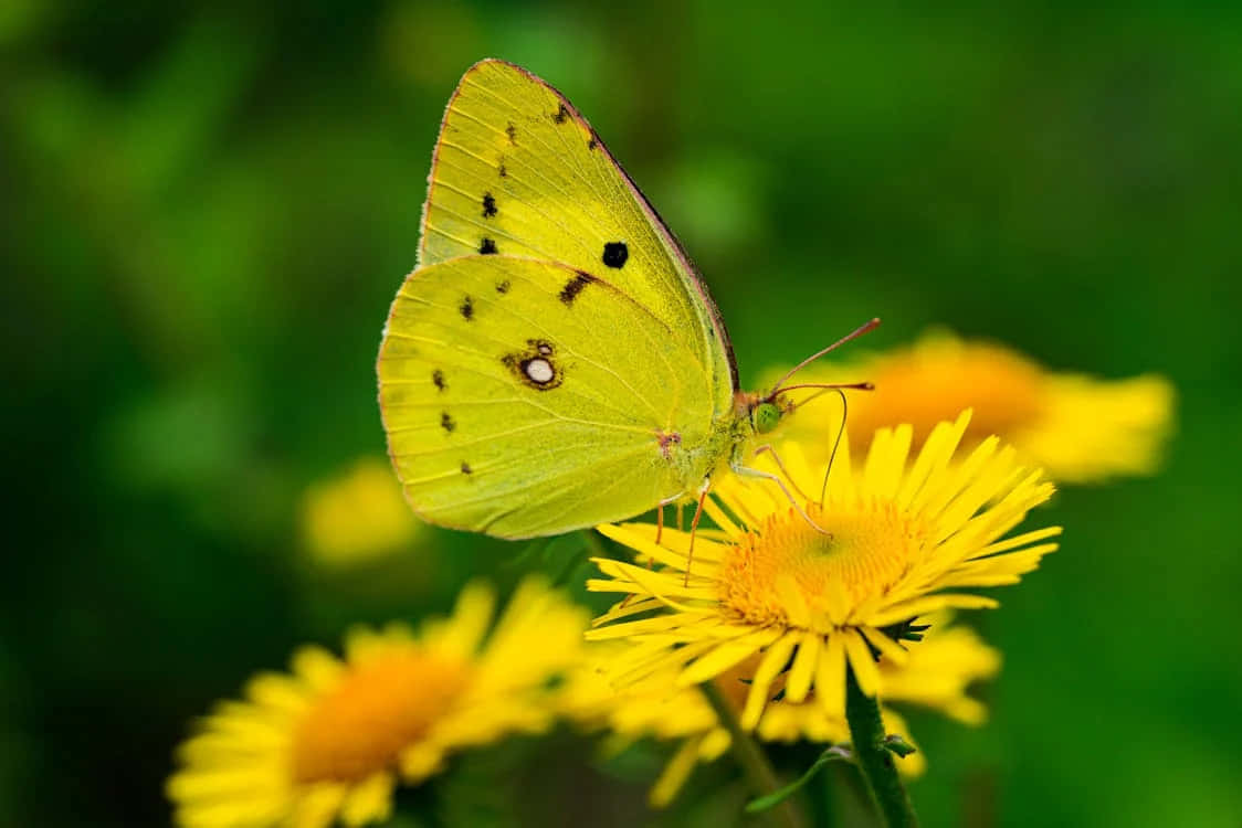 Sulphur Butterflyon Yellow Flower Wallpaper