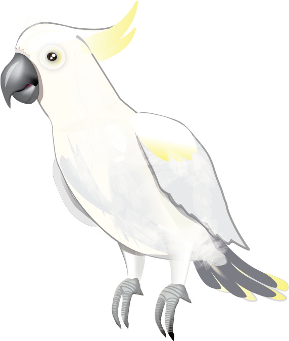 Sulphur Crested Cockatoo Illustration PNG