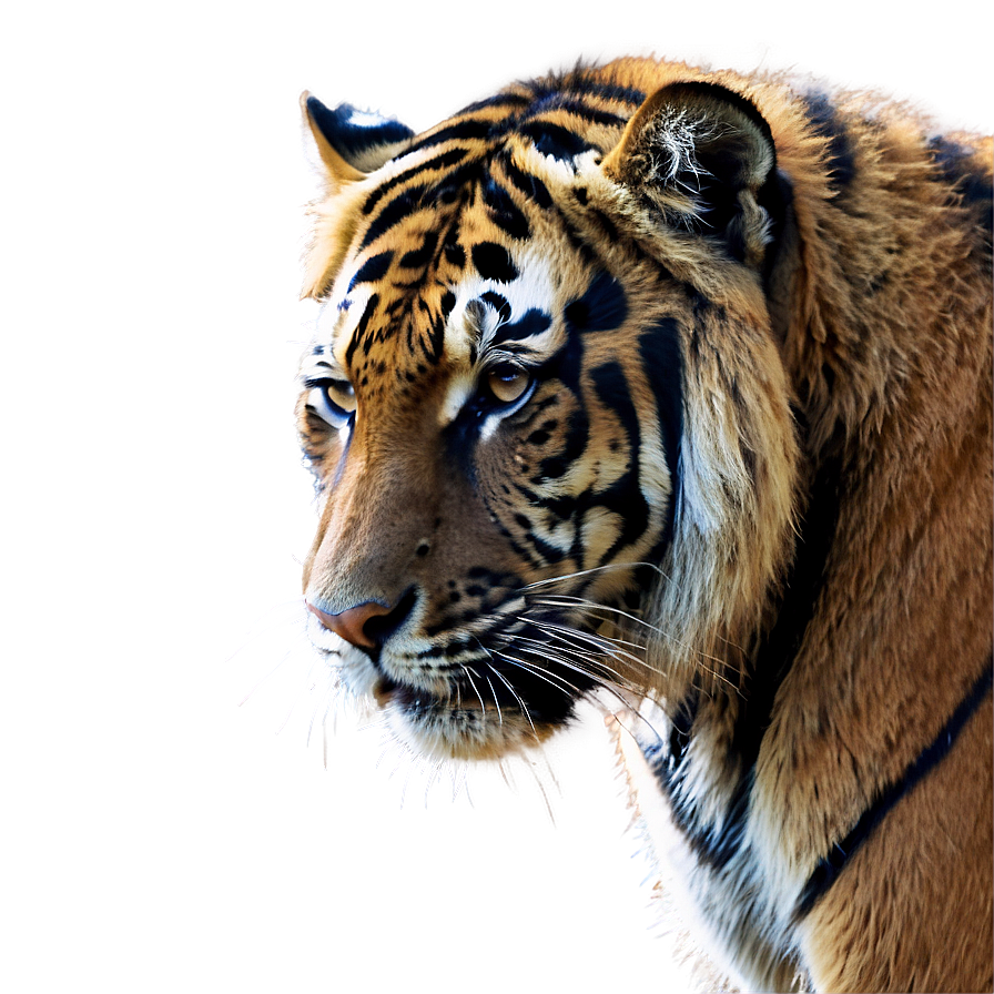 Download Sumatran Tiger Png 97 | Wallpapers.com