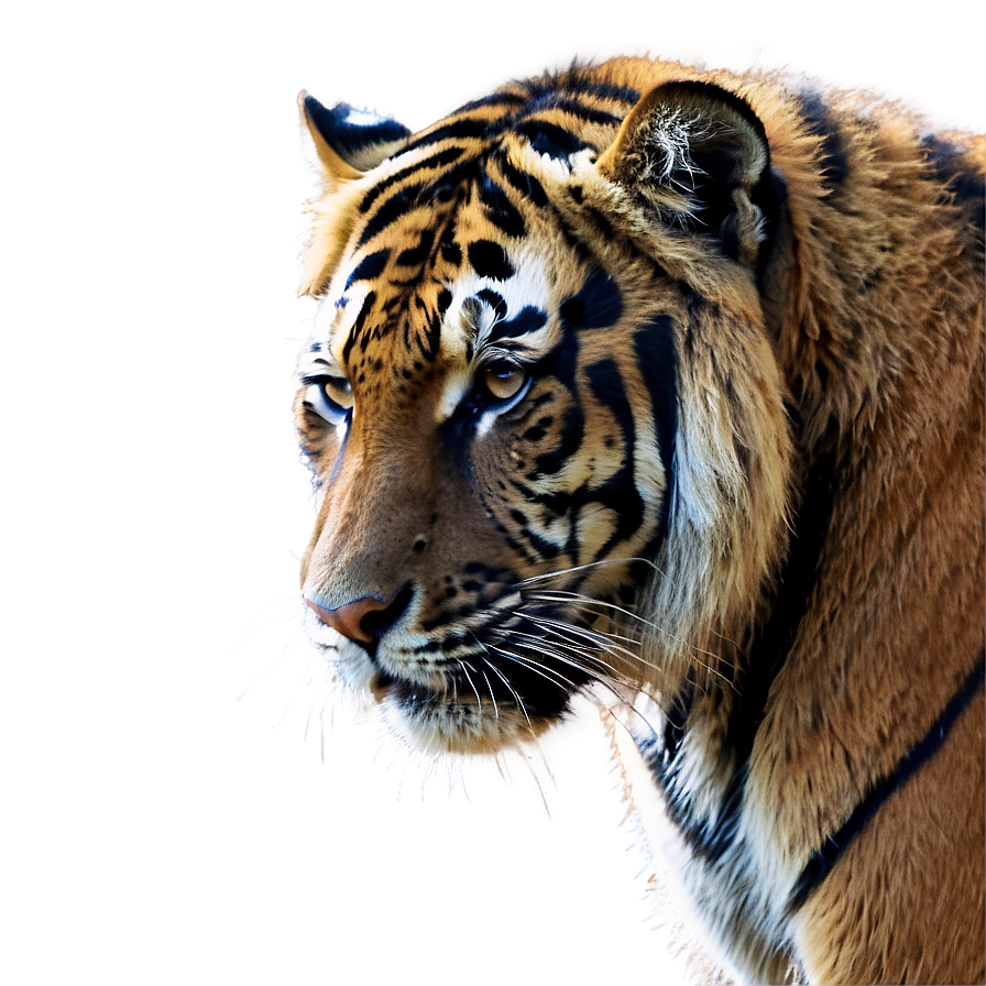 Sumatran Tiger Png 97 PNG