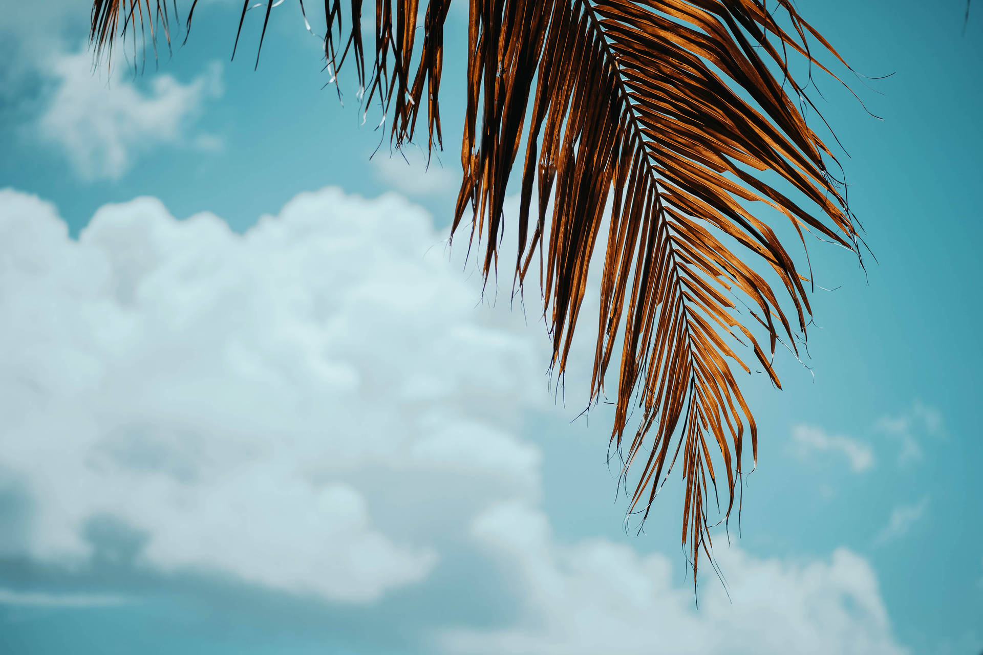 Sommer 4K himmel med palme træ Wallpaper