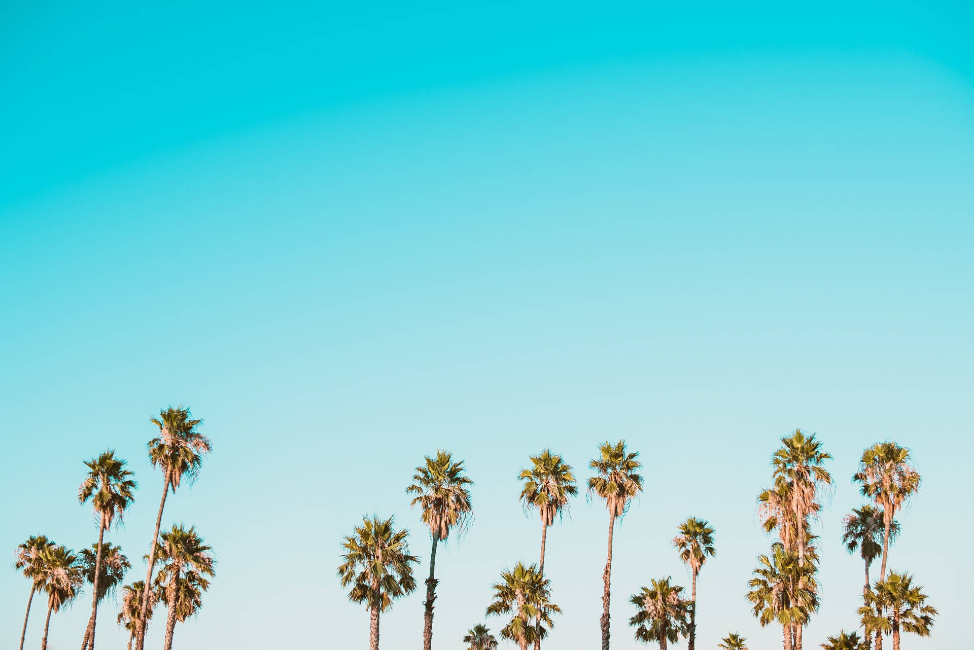 Summer Aesthetic Palm Trees And Sky Wallpaper