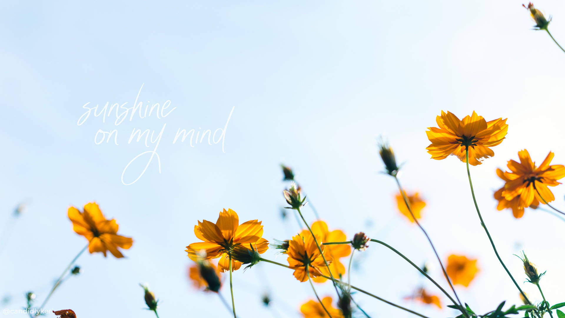 Summer Aesthetic Sunshine Flower Quote Wallpaper