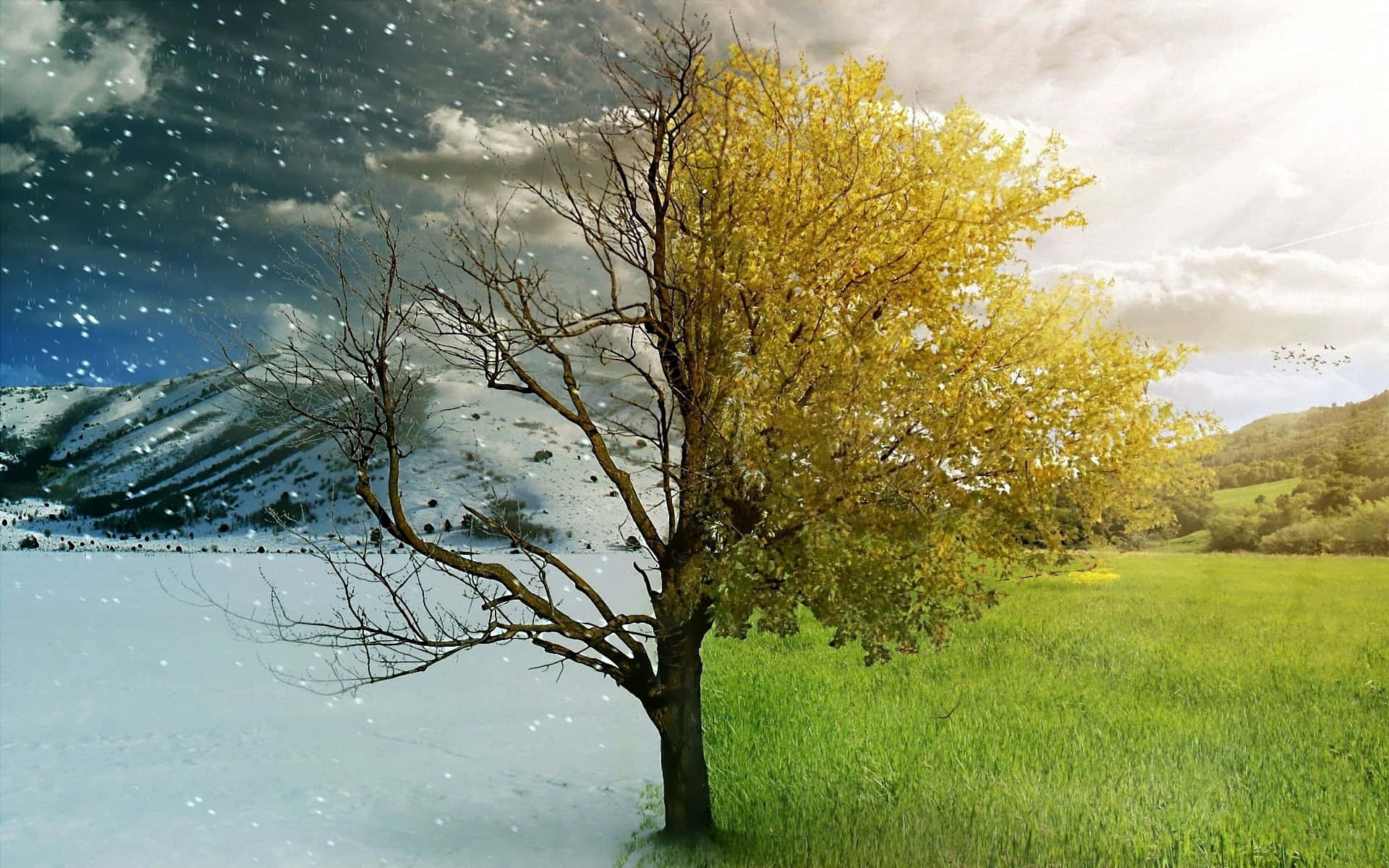 Summer And Winter Season Tree Wallpaper