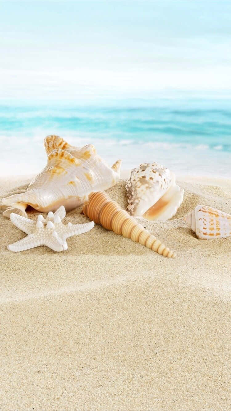 Summer Beach Iphone Seashells Wallpaper