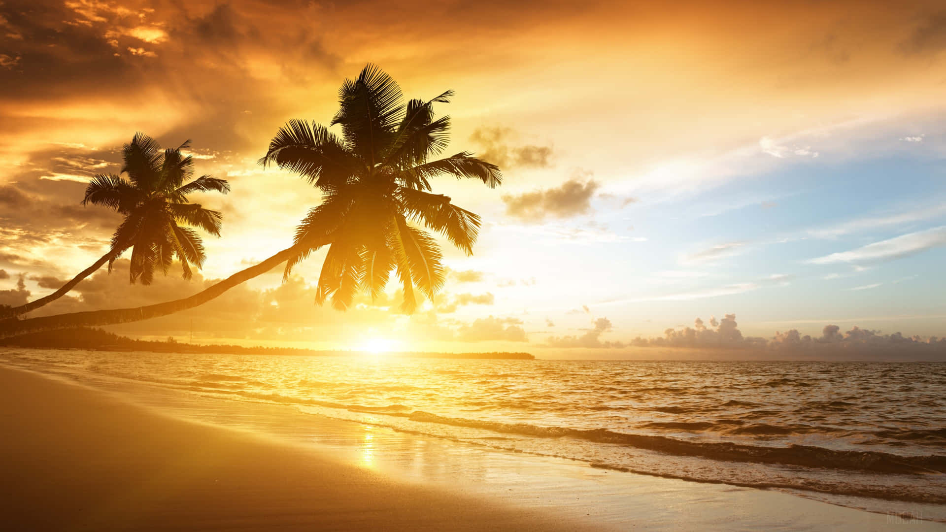 Two Palm Trees On A Beach At Sunset