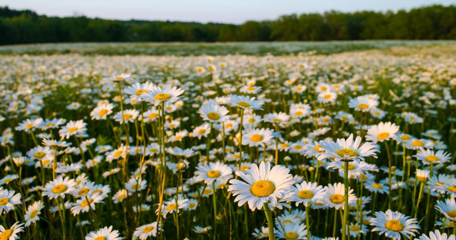 Summer Daisy Flower Field Wallpaper