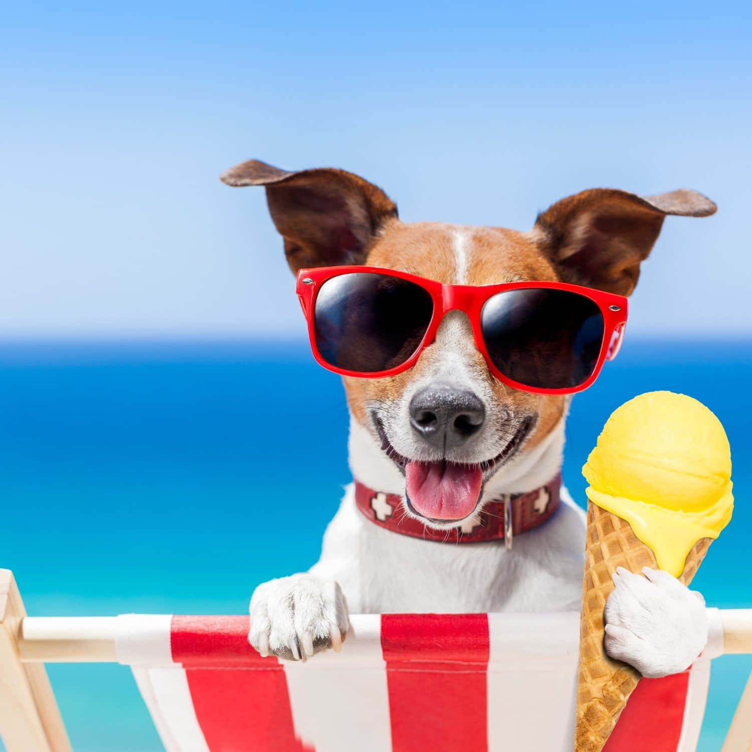 Summer Dog With Ice Cream Wallpaper
