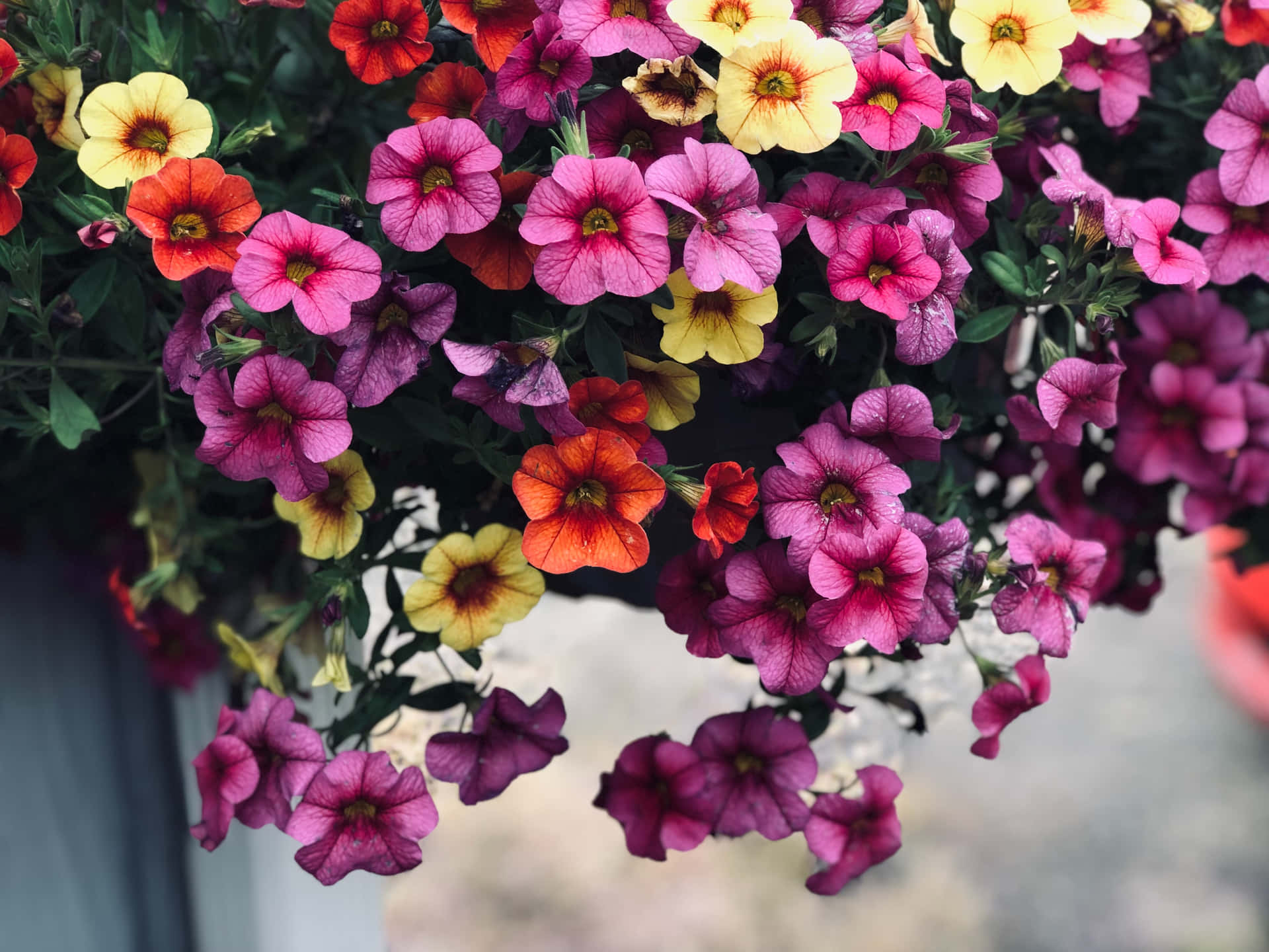 Vibrant Summer Flowers in Full Bloom Wallpaper