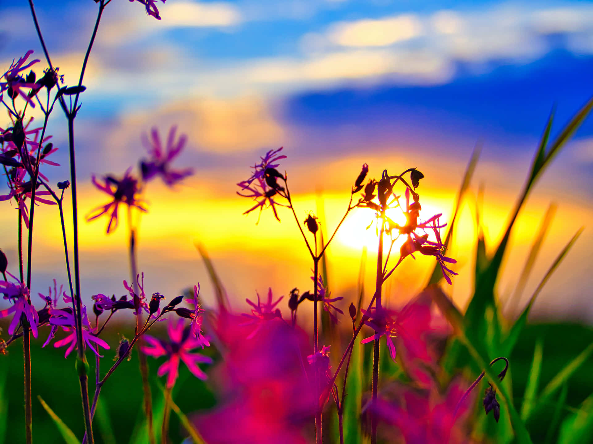 Download A Vibrant Display of Beautiful Summer Flowers Wallpaper ...