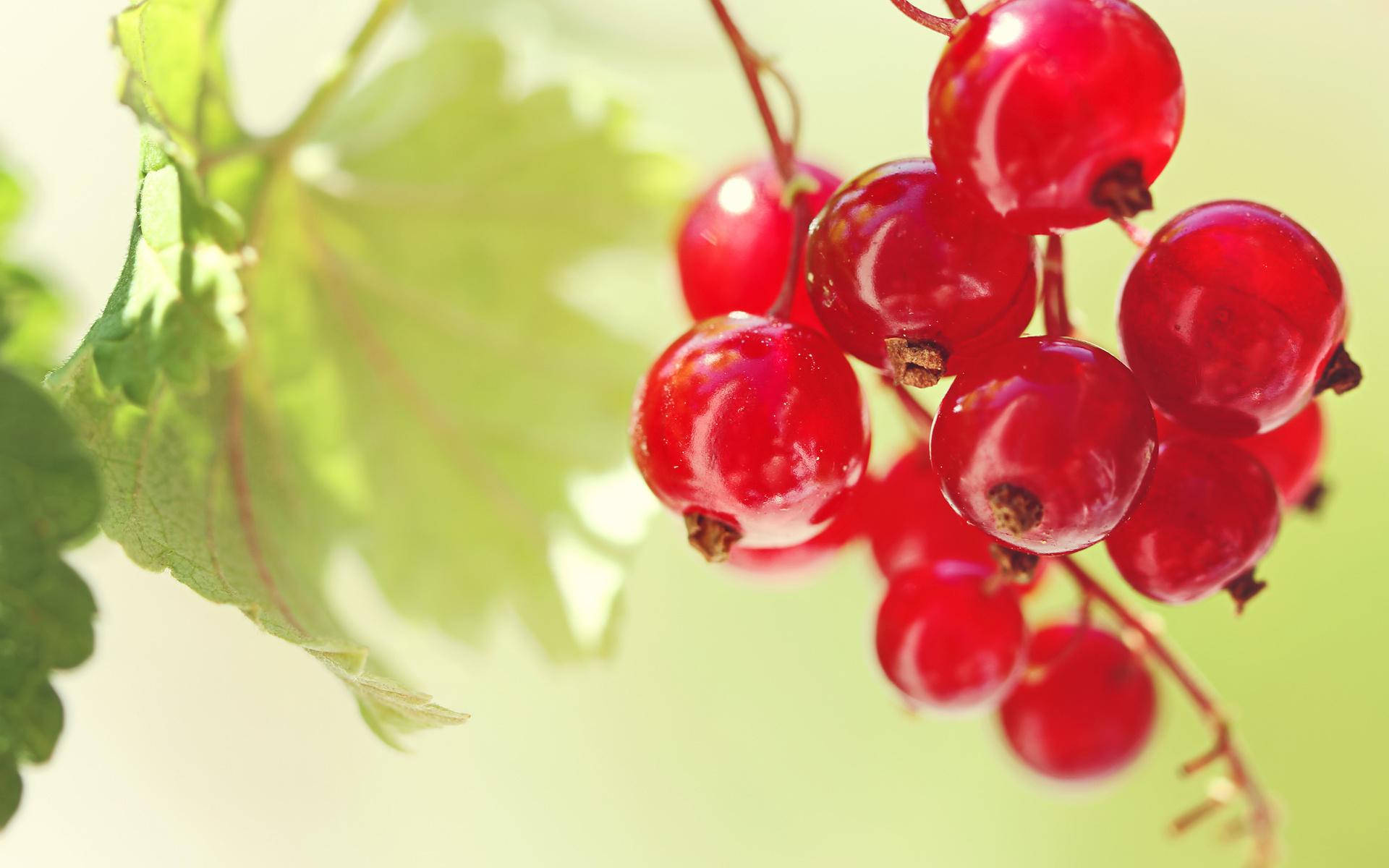 Summer Fruit Red Currant Green Leaves Wallpaper