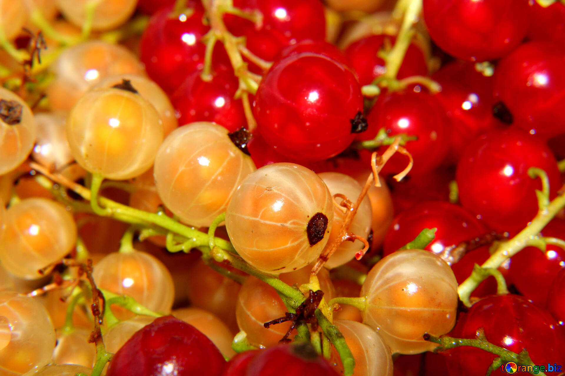 Summer Fruits Red And White Currant Wallpaper