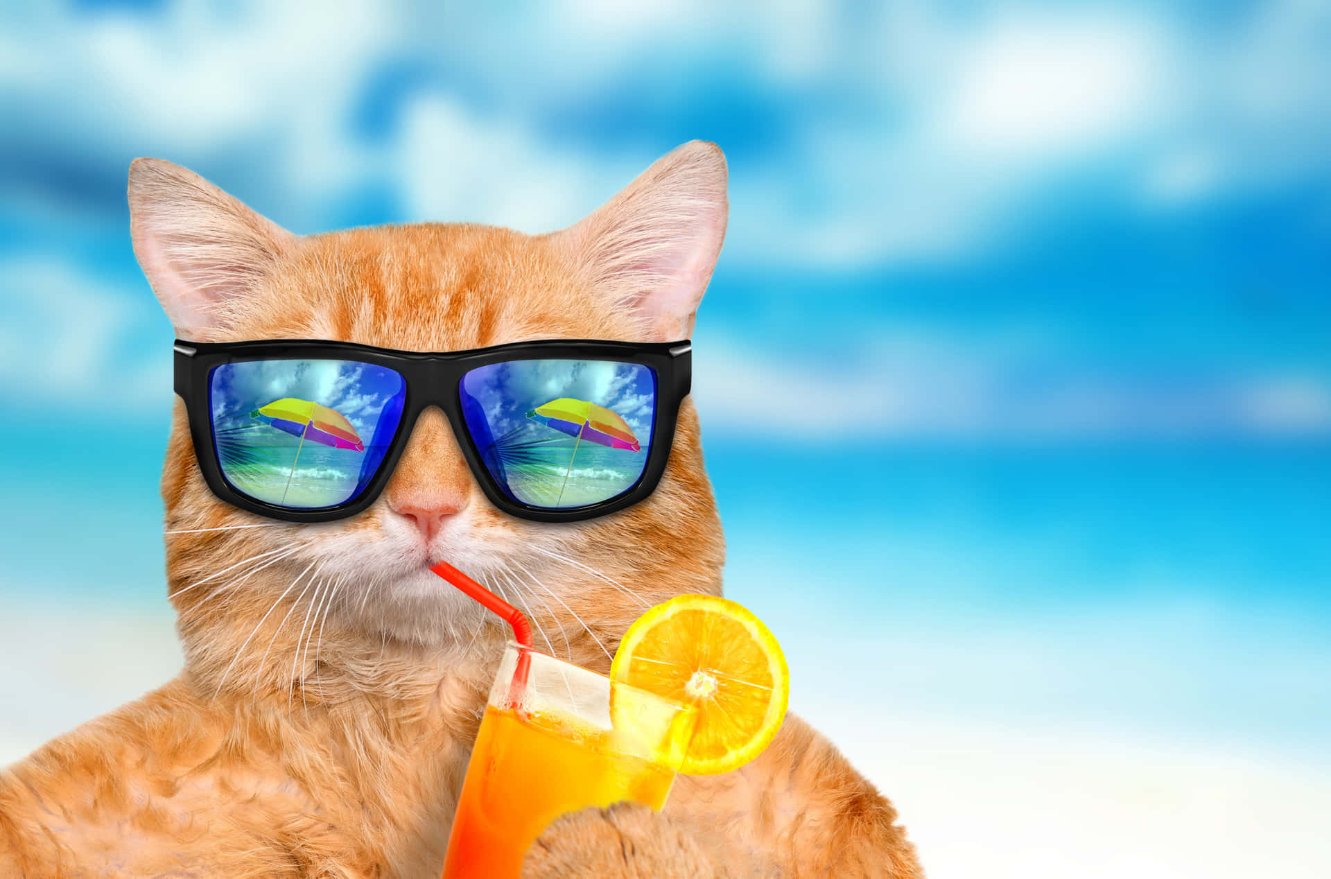Summer Fun Cat With A Drink Wallpaper