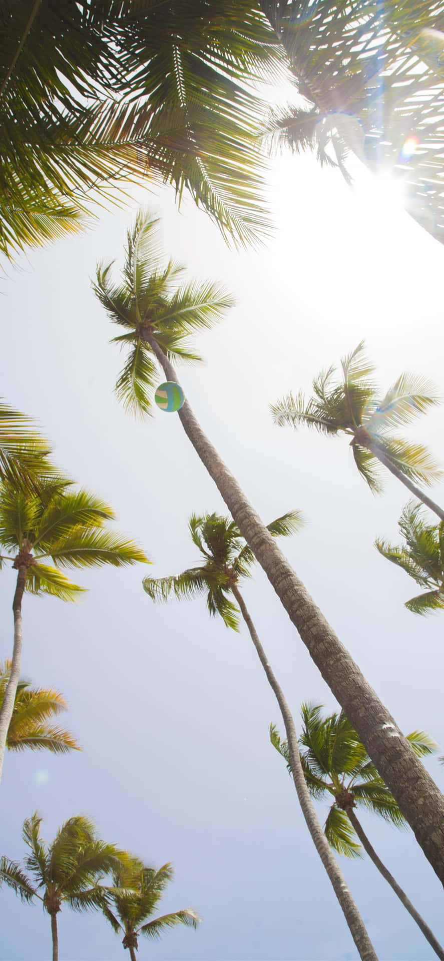 Summer Fun Coconut Trees Wallpaper