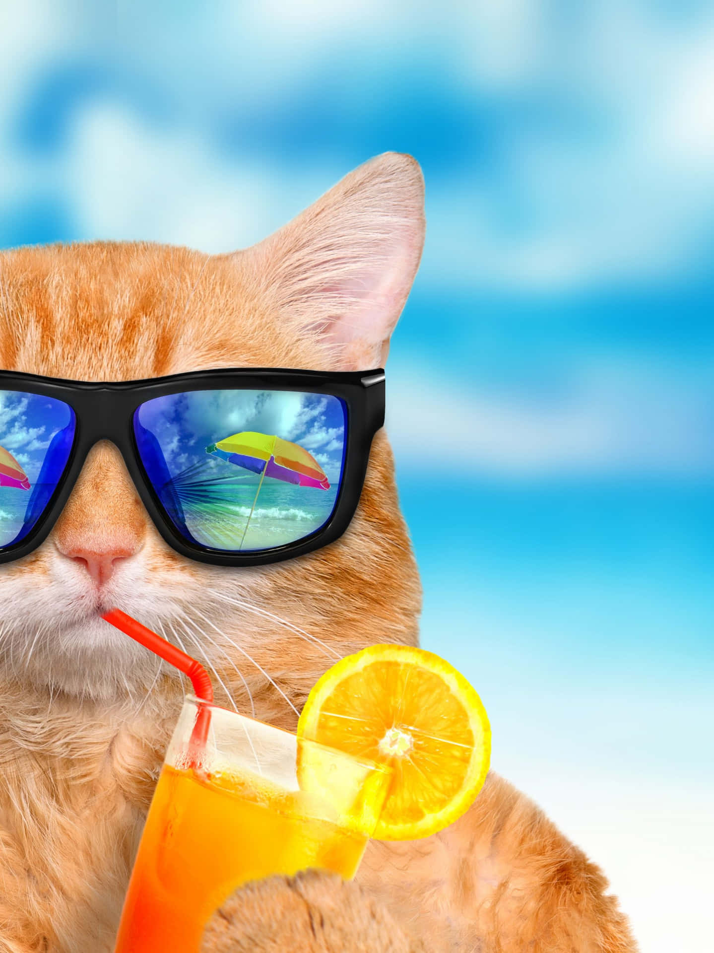 Summer Fun Cool Cat Wallpaper