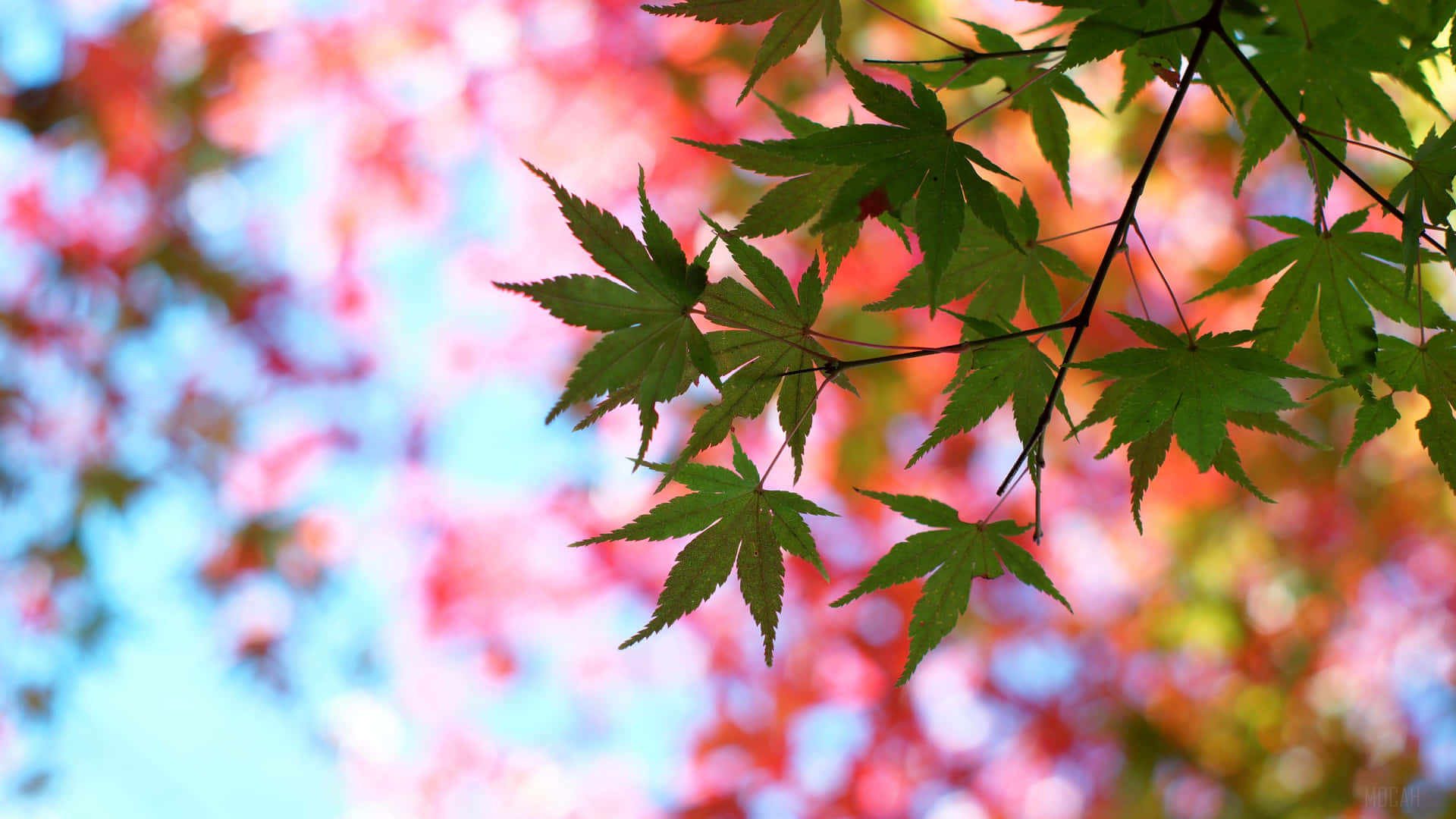 Summer_ Green_and_ Autumn_ Red_ Leaves_4 K_ Ultra_ Wide.jpg Wallpaper