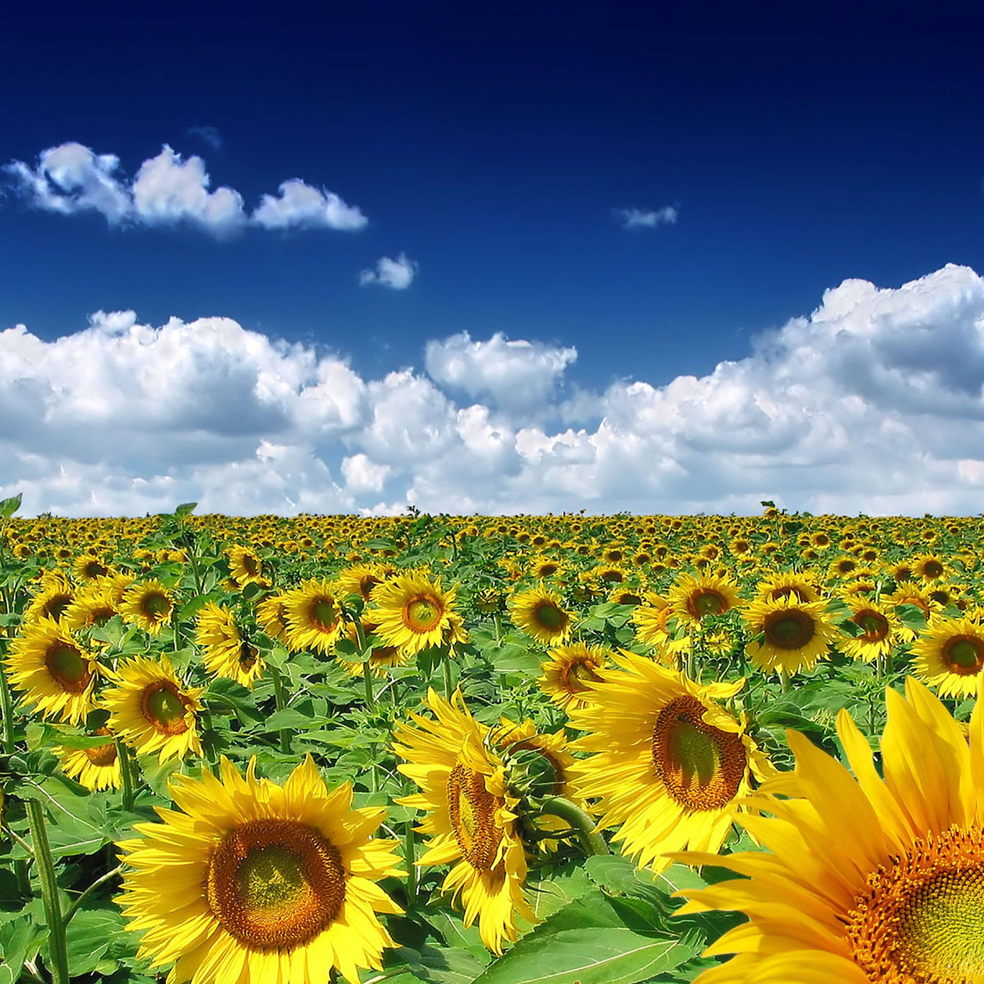 Sunflowers In A Field Under A Blue Sky Wallpaper