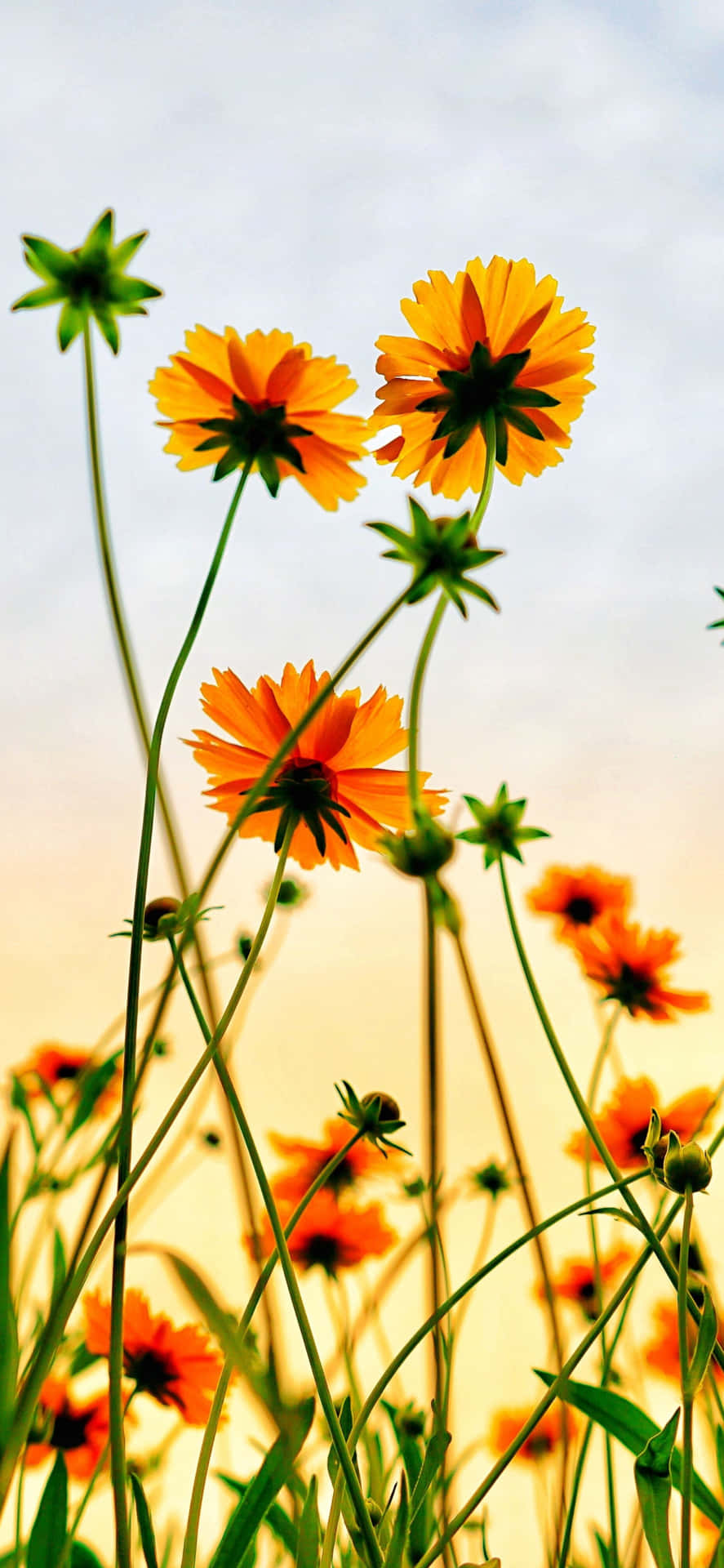 Get the perfect summer iPhone background to capture the season!